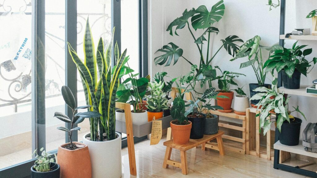 10 beneficios comprobados de tener plantas en casa para tu salud y bienestar